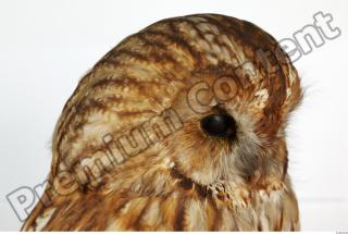 Tawny owl - Strix aluco 0039